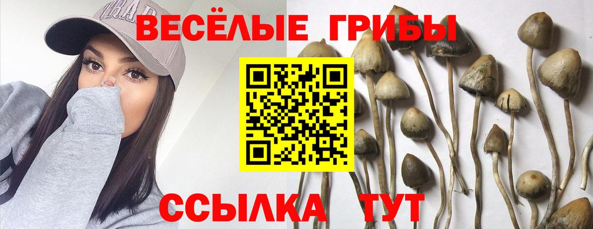 Железноводск  Галлюциногенные грибы прущие грибы  Галлюциногенные грибы Psilocybe  Вход с VPN 